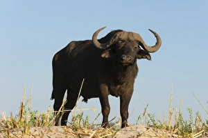 Travel Destinations Africa Drucke: A Cape buffalo (Syncerus caffer), Chobe National Park, Botswana, Africa