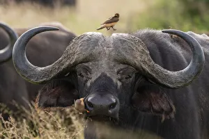 East African Animals Drucke: Cape buffalo (Syncerus caffer), Tsavo, Kenya, East Africa, Africa