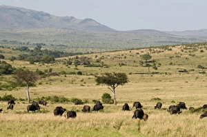 Bilder Datiert 2. Oktober 2008: Kafferbüffel (Syncerus caffer), Masaimara-Nationalpark, Kenia, Ostafrika. Afrika