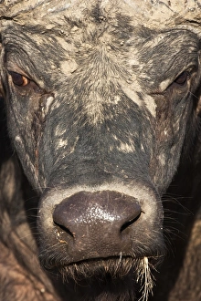 Outdoor Travel Destinations Drucke: Cape buffalo (Syncerus caffer), Kruger National Park, South Africa, Africa