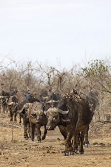 Kafferbüffelherde im Kruger-Nationalpark in Südafrika und Afrika