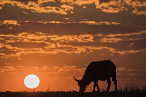 Kafferbüffel (Syncerus caffer), Sonnenuntergang im Chobenationalpark in Botsuana