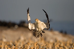 Bird Island South Africa Drucke: Cape Gannet