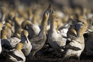 Bird Island South Africa Drucke: Cape gannets