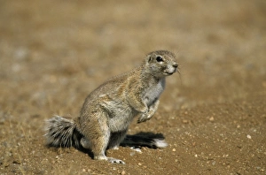 Namibian Wildlife Images Drucke: Cape ground squirrel