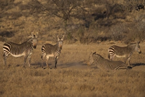Southern Africa Landscape Drucke: Cape mountain zebra