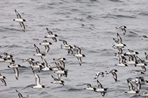 Antarctica Birds Drucke: Cape petrels (Daption capense), Antarctica, Polar Regions
