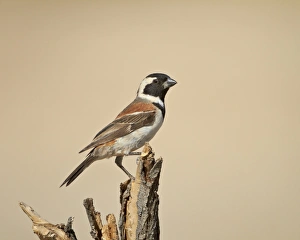 Kalahari Gemsbok National Park Drucke: Cape sparrow (Passer melanurus)