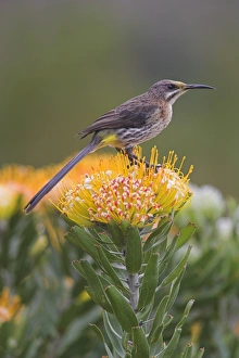 Pincushion Protea Flower Drucke: Cape sugarbird
