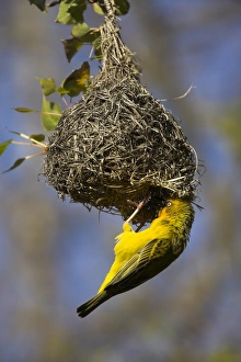 Western Cape Nature Photography Drucke: Cape weaver