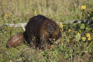Minnesota Wildlife Connection Drucke: Captive beaver (Castor canadensis)