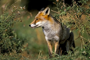 Red Fox UK Drucke: Captive red fox (Vulpes vulpes), United Kingdom, Europe