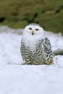Wildlife Nature Photography Drucke: Captive snowy owl