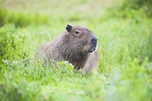 Latin America Nature Images Drucke: Capybara (Hydrochoerus hydrochaeris), Ibera Wetlands (Ibera Marshes), a marshland