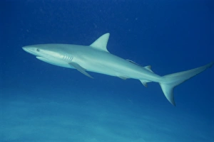 West Indies Marine Life Drucke: Caribbean reef shark