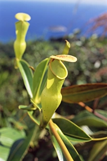 Insectivorous Plant Photography Drucke: Carnivorous flower