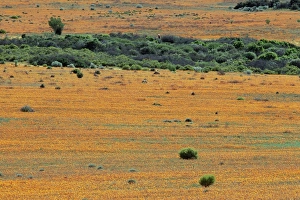 African Countryside Scenery Drucke: Carpet of spring flowers