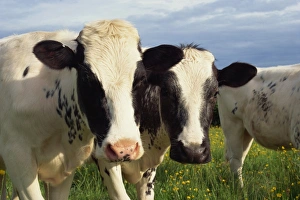 Outdoor Animal Images Drucke: Cattle