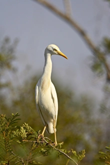 Nature Park Scenery Drucke: Cattle egret (Bubulcus ibis)