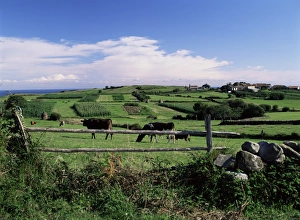 Asturias Landscape Photography Drucke: Cattle in field