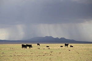 Rinder auf Ranch in Santa Fe County im Bundesstaat New Mexico in den Vereinigten Staaten von Amerika und Nordamerika