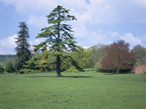 Herefordshire Landmarks Drucke: Cedar, deodar tree, Croft Castle, Herefordshire, England, United Kingdom, Europe