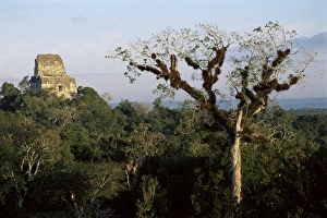Tikal National Park Attractions Drucke: Cedar tree with bromeliades, Temple 4 beyond, Tikal, UNESCO World Heritage Site