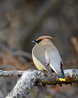 Drucke von Zederwachschnepfe (Bombycilla cedrorum) im Banff-Nationalpark in Alberta Kanada Nordamerika Banff Und Macduff Drucke: Zederbaum-Wachschnepfe (Bombycilla cedrorum)