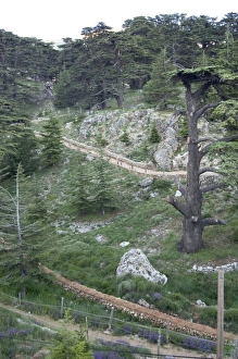Cedars Of Lebanon Drucke: Cedars of Bcharre
