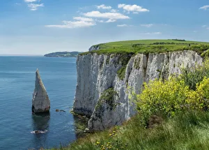 Drucke von Die Kalkklippen von Ballard Down mit der Stackschicht im Swanage-Bay nahe dem Händeschlusspunkt auf der Insel Purbeck am Jurassischen Küstenweg Weltkulturerbe des UNESCO-Verzeichnisses Dorset England Bilder Datiert 2016 Mai: Die Kalkklippen von Ballard Down mit der Stackschicht von The Pinnacles im Swanage-Bay nahe dem Handfast-Point
