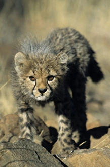 African Cheetahs Drucke: Cheetah cub