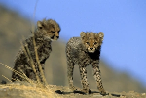 African Cheetahs Drucke: Cheetah cubs
