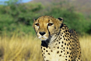 Drucke von Cheetah, Nambia Afrika Namibia Drucke: Cheetah, Nambia