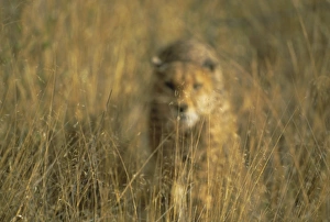 Big Cat Predators Africa Drucke: Cheetah stalking