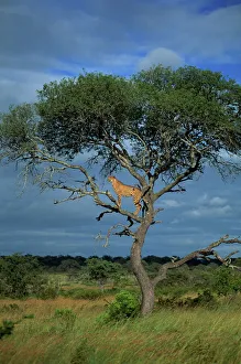 Cheetah im Baum