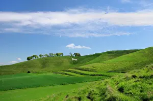 Drucke von Weißes Pferd von Cherhill, erst im Jahr 1780 in der Chalk Downland geschnitten wurde Wiltshire Drucke: Weißes Pferd von Cherhill, erst im Jahr 1780 in der Chalk Downland geschnitten wurde