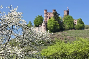 German Castle History Drucke: Cherry blossom, Ortenberg Castle