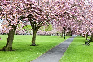 Kirschblüten auf dem Weg der Verlorenen im Frühjahr zu Harrogate in Nord-Yorkshire in Yorkshire im Vereinigten Königreich Europa