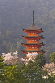 Cherry blossoms