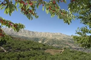 Middle East Heritage Sites Drucke: Cherry tree