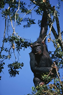 African Great Apes Drucke: Chimpanzee hanging in tree