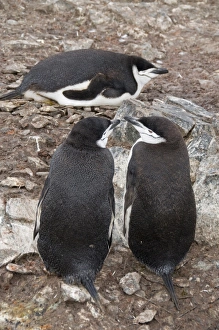 South Shetland Islands Wildlife Drucke: Chinstrap penguins, Hannah Point, Livingstone Island, South Shetland Islands