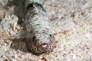 Indonesia Underwater Photography Drucke: Clearfin lizardfish (Synodus dermatogenys), Sulawesi, Indonesia, Southeast Asia, Asia