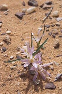 Wadi Rum Jordan Drucke: Close up of a colchicum crocus