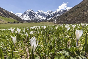 Crocus Flowers Drucke: Close up of Crocus flowers during spring bloom, Davos, Sertig Valley, canton of Graubunden