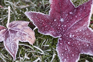 Maple Leaf Close Up Drucke: Close up of frost covered maple leaf and grass