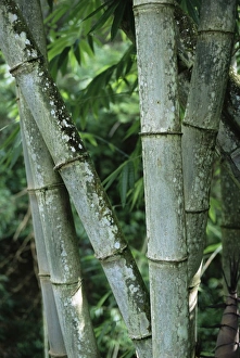 Indonesian Cultural Heritage Sites Drucke: Close up of stems