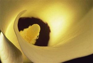 Exotic Plant Photography Drucke: Close-up of arum