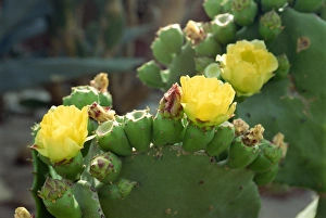 Cactus Photography Drucke: Close-up of cactus