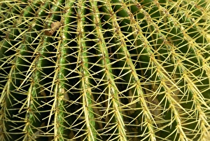 North American Botany Drucke: Close-up of cactus spines